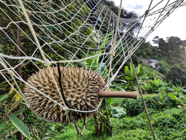 iot ai object detection durian lychee fruit drop detection