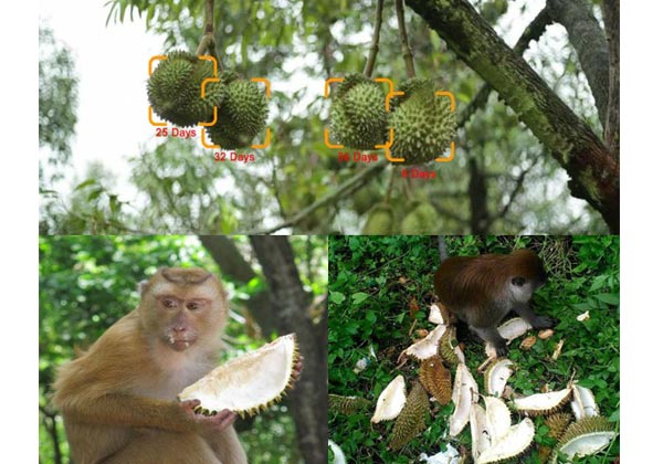 iot ai object detection durian monkey alert